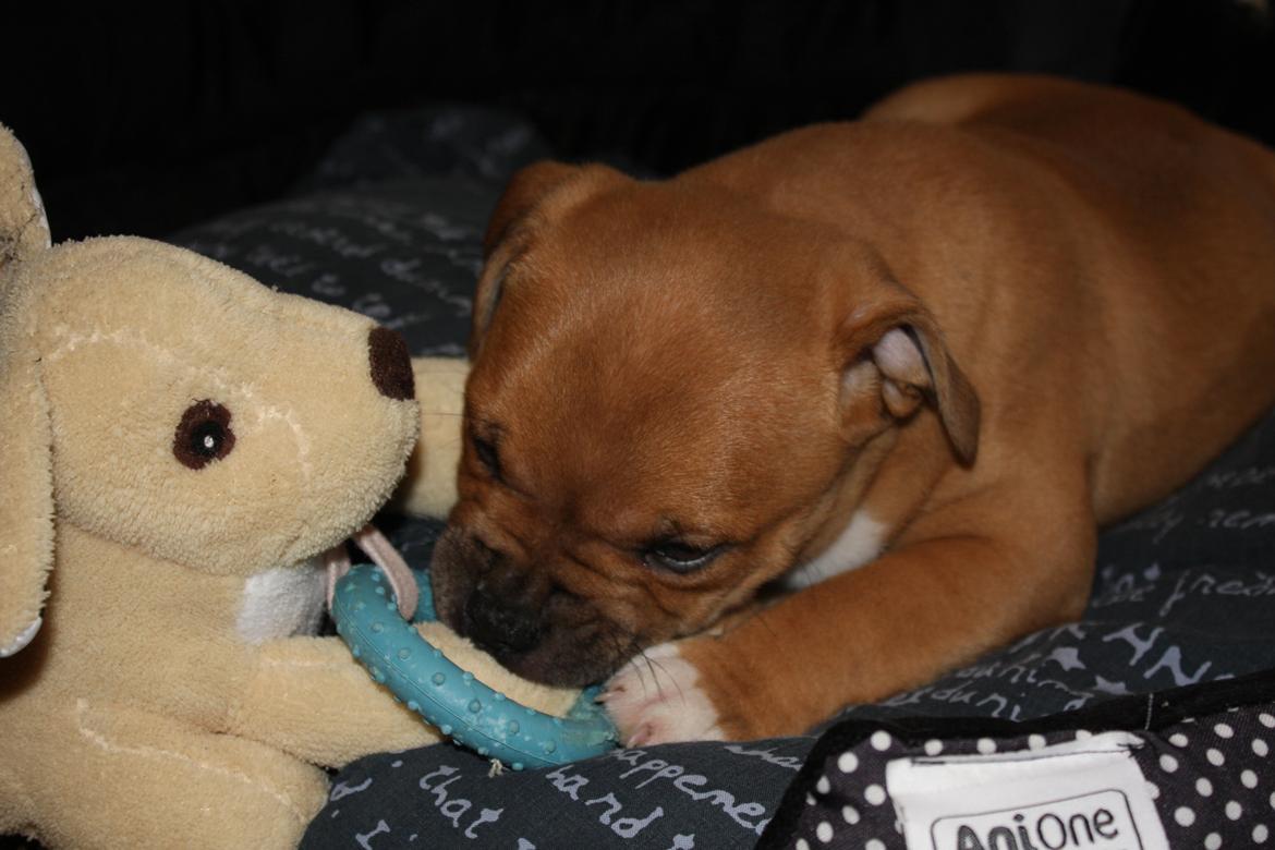 Staffordshire bull terrier Tarzan billede 6