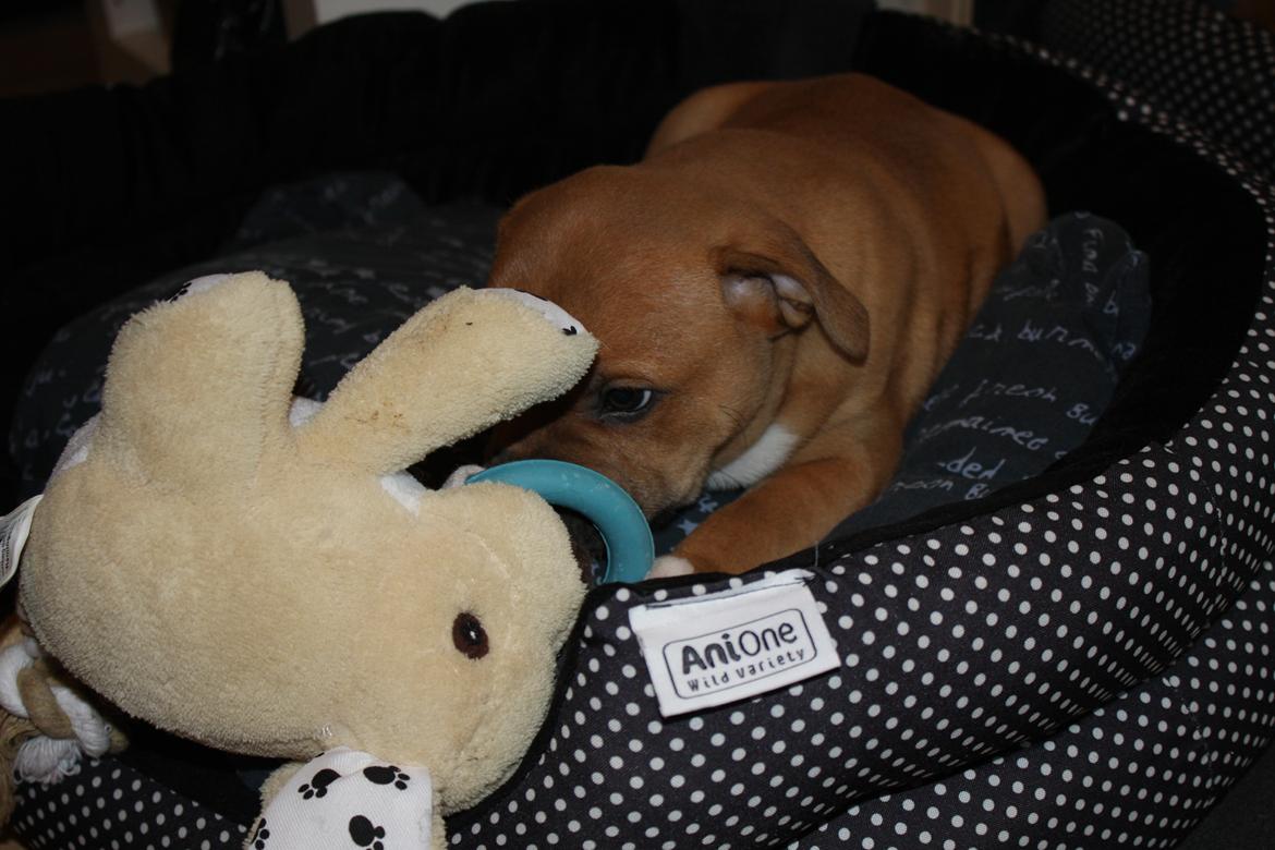 Staffordshire bull terrier Tarzan billede 7