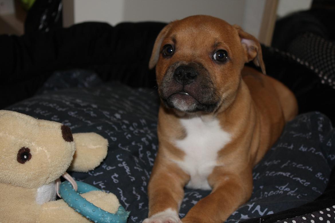Staffordshire bull terrier Tarzan billede 4