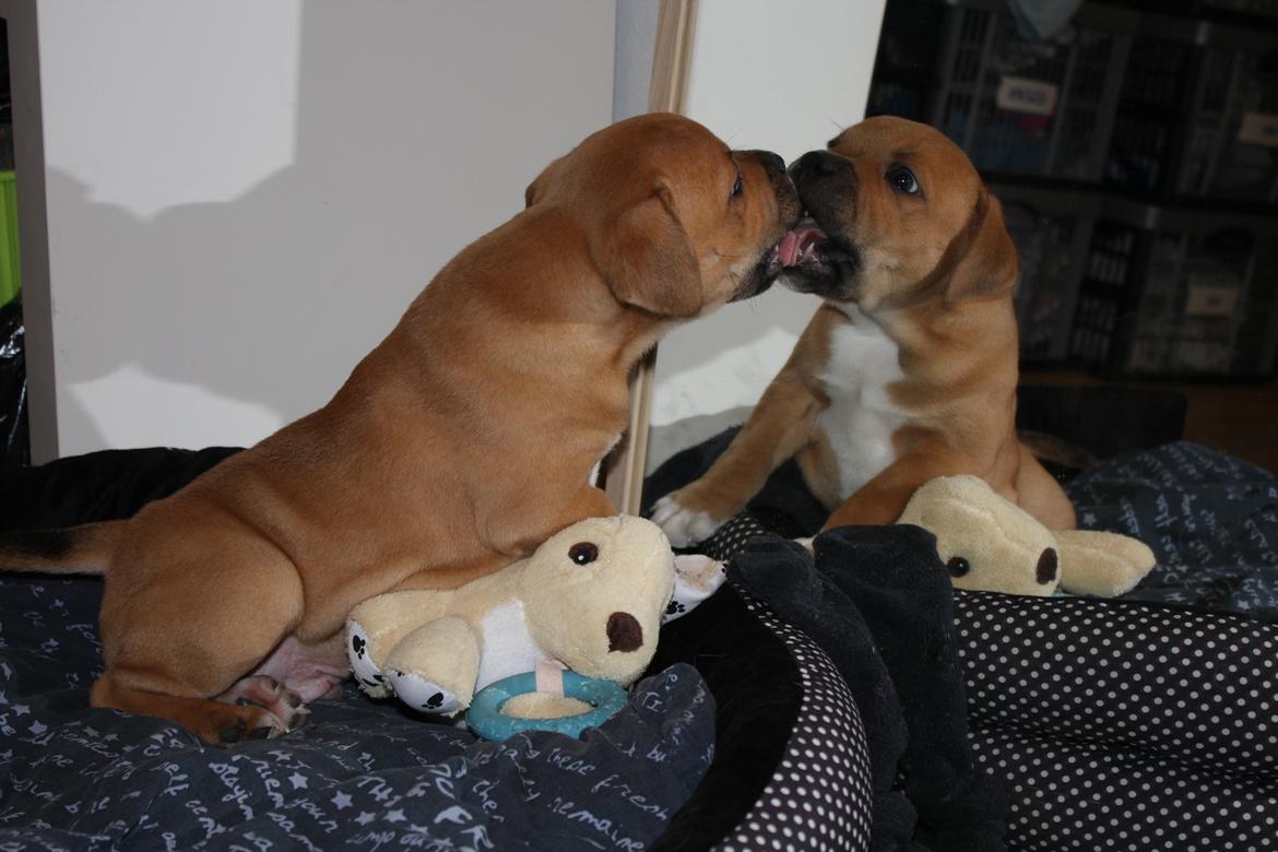 Staffordshire bull terrier Tarzan billede 11