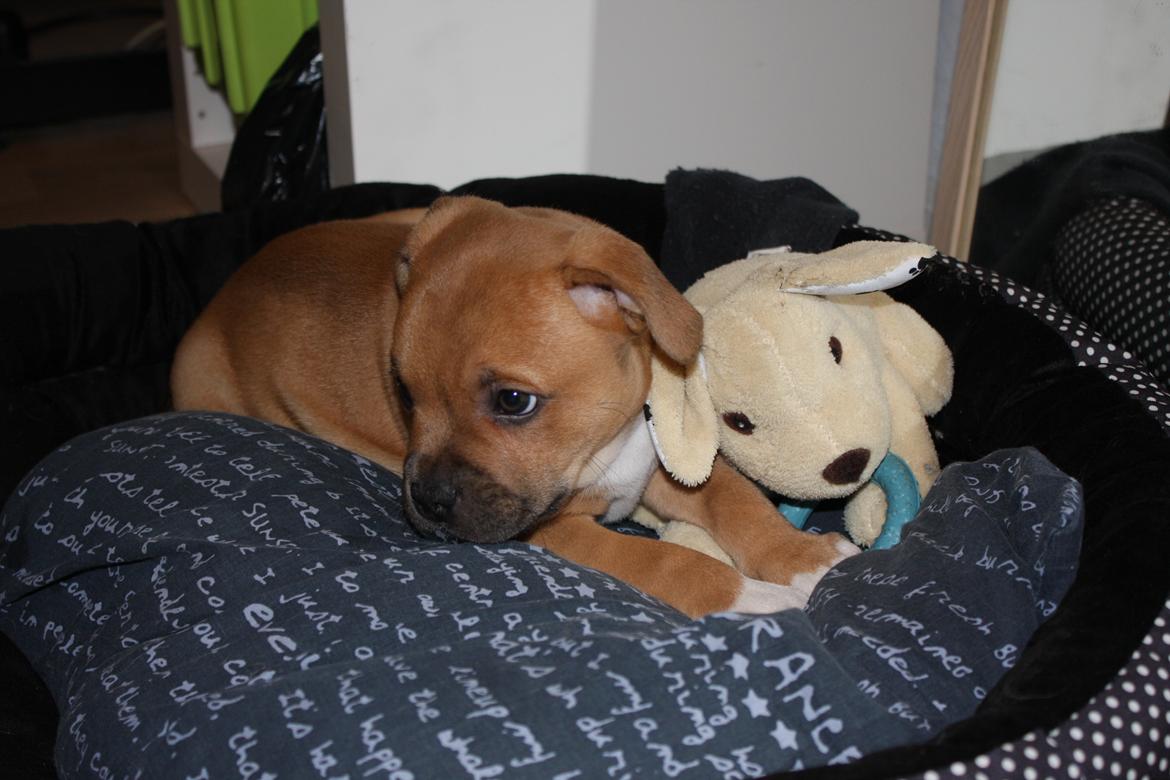 Staffordshire bull terrier Tarzan billede 9