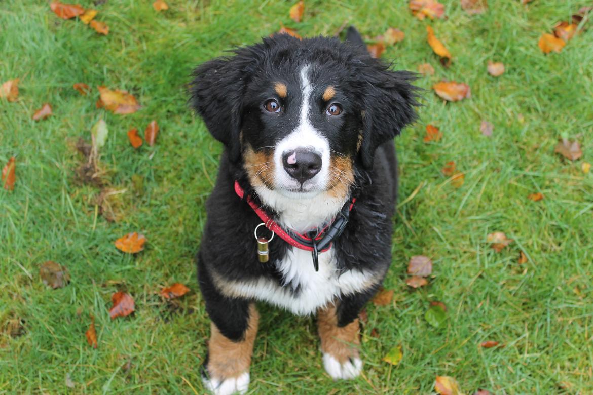 Berner sennenhund lillefix billede 21