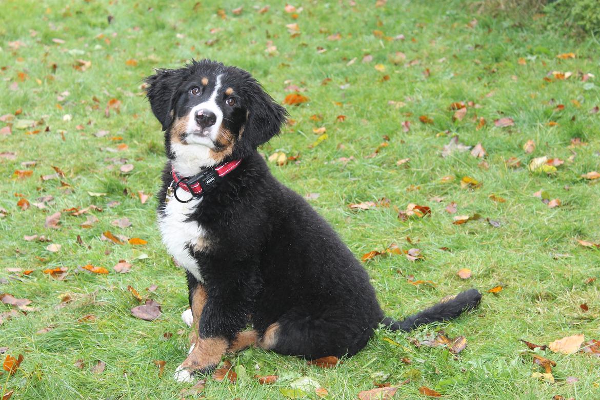 Berner sennenhund lillefix billede 22
