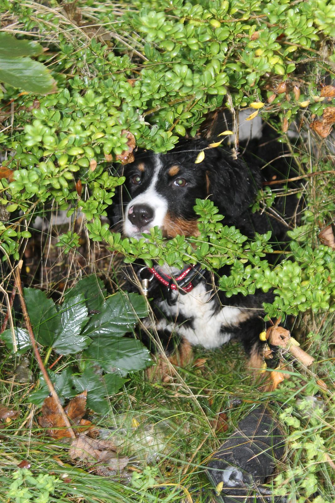 Berner sennenhund lillefix billede 24