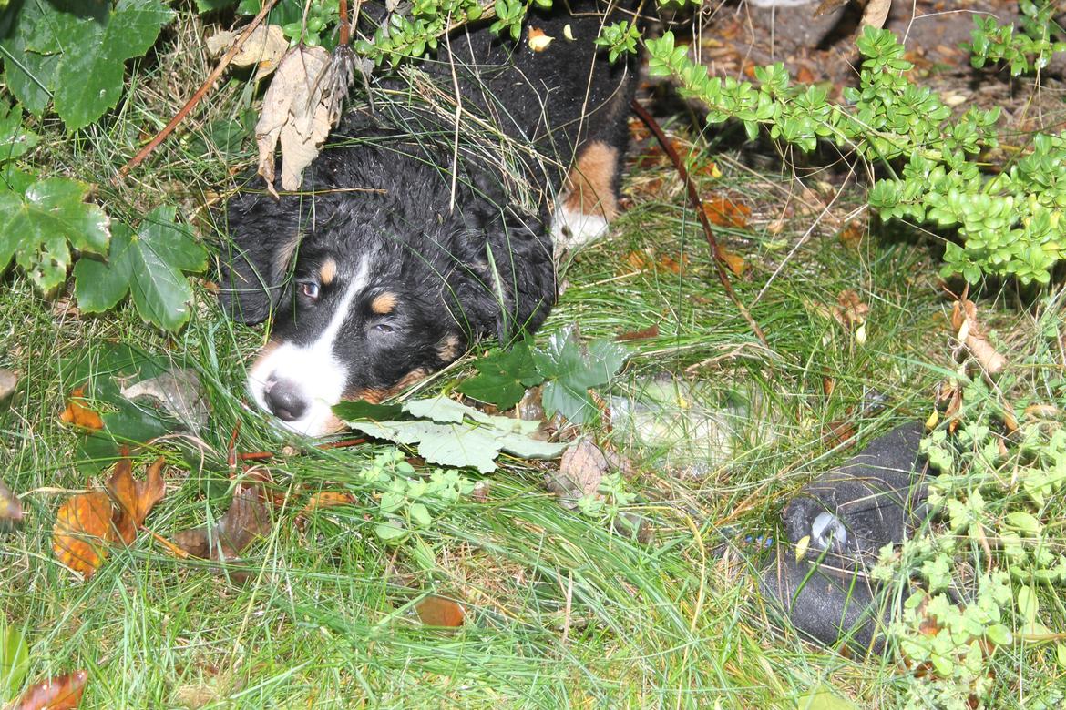 Berner sennenhund lillefix billede 23
