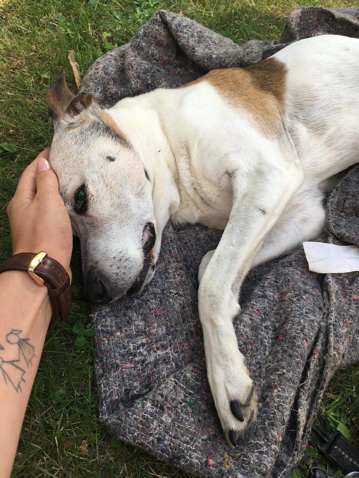 Dansk svensk gaardhund Buster - Jeg måtte desværre sige farvel til min gamle bedste ven fredag den 16/9-16  billede 26