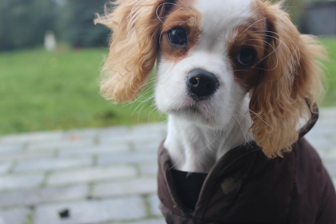 Cavalier king charles spaniel Zika - 23 oktober - 16 uger billede 7