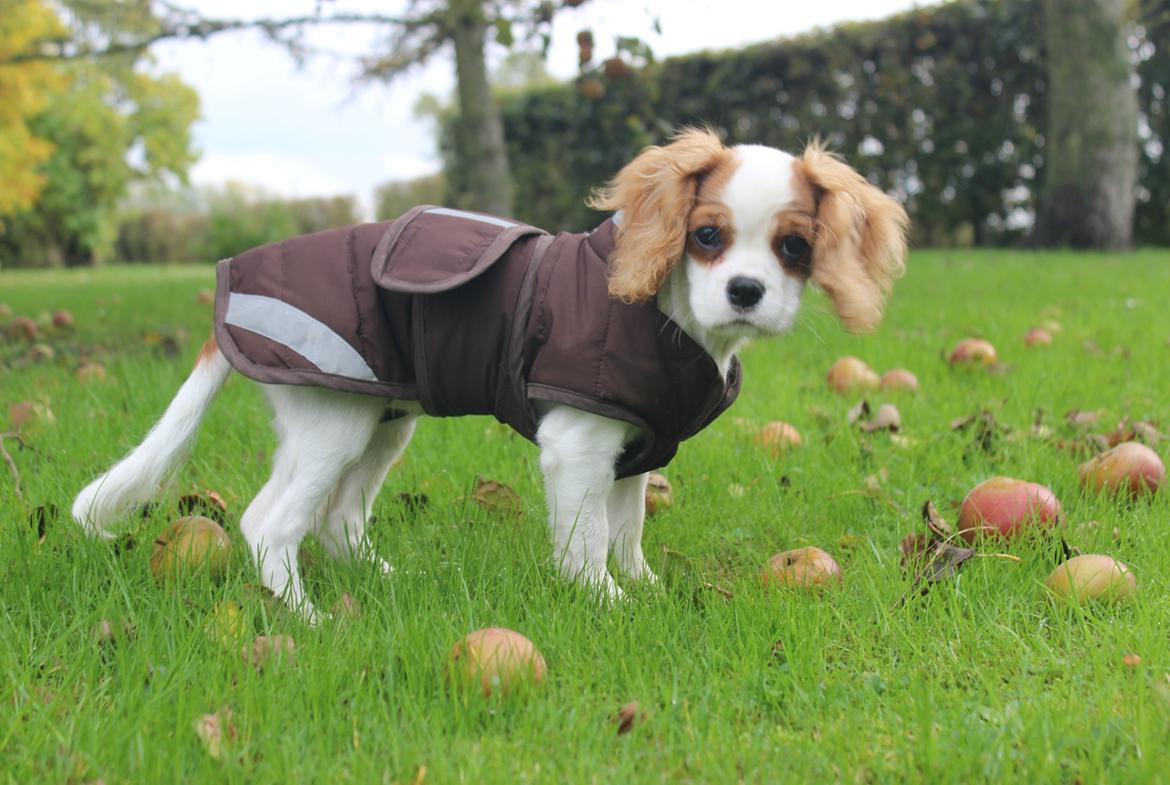 Cavalier king charles spaniel Zika - 23 oktober - 16 uger billede 8