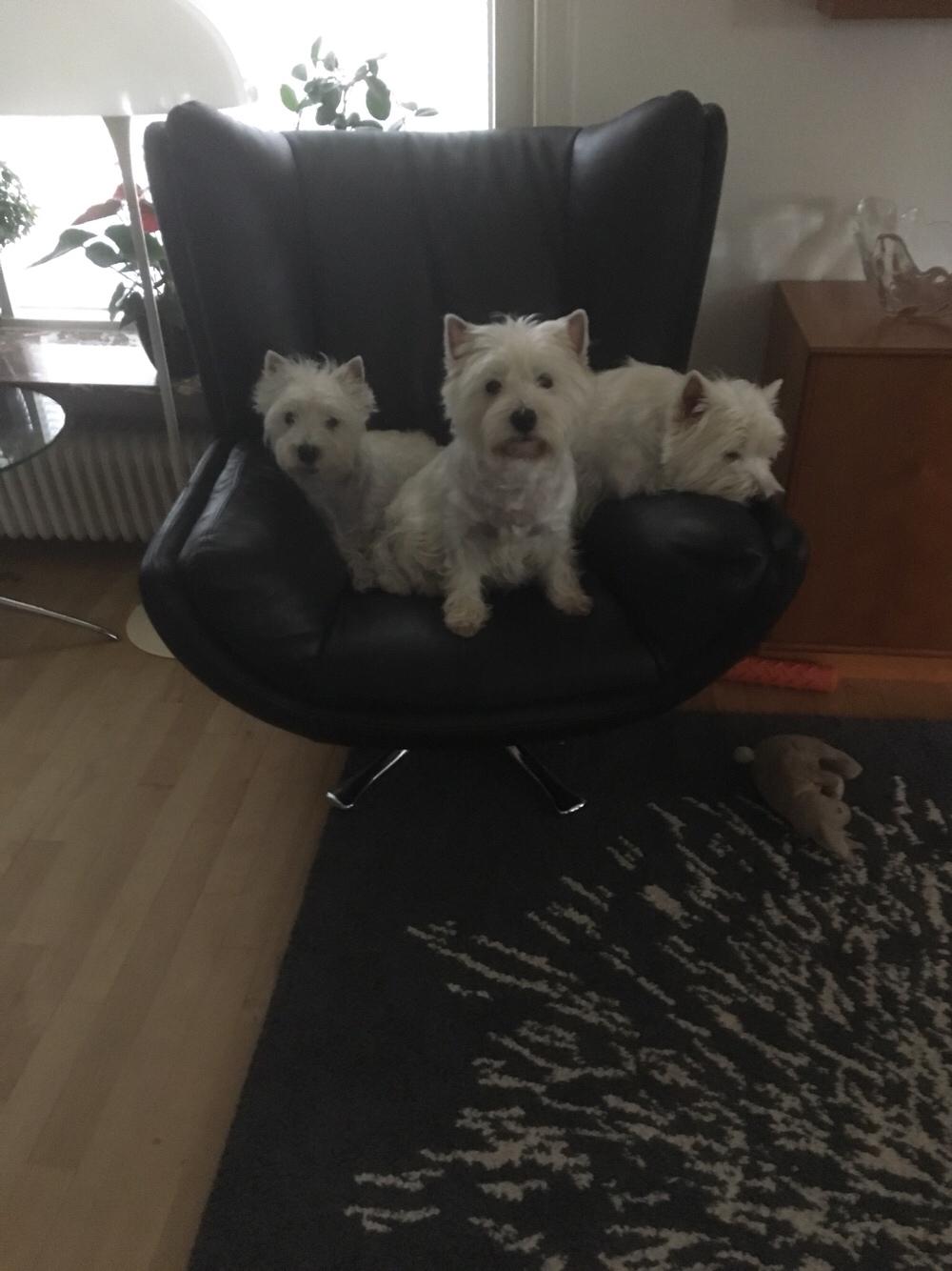 West highland white terrier la gry,s liv billede 16