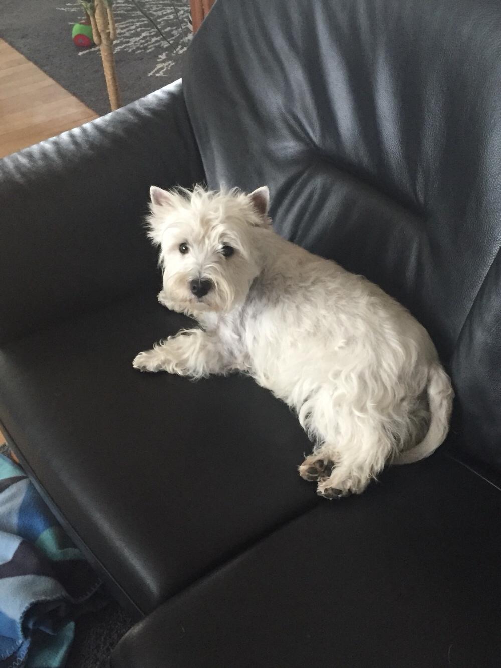West highland white terrier la gry,s liv billede 17