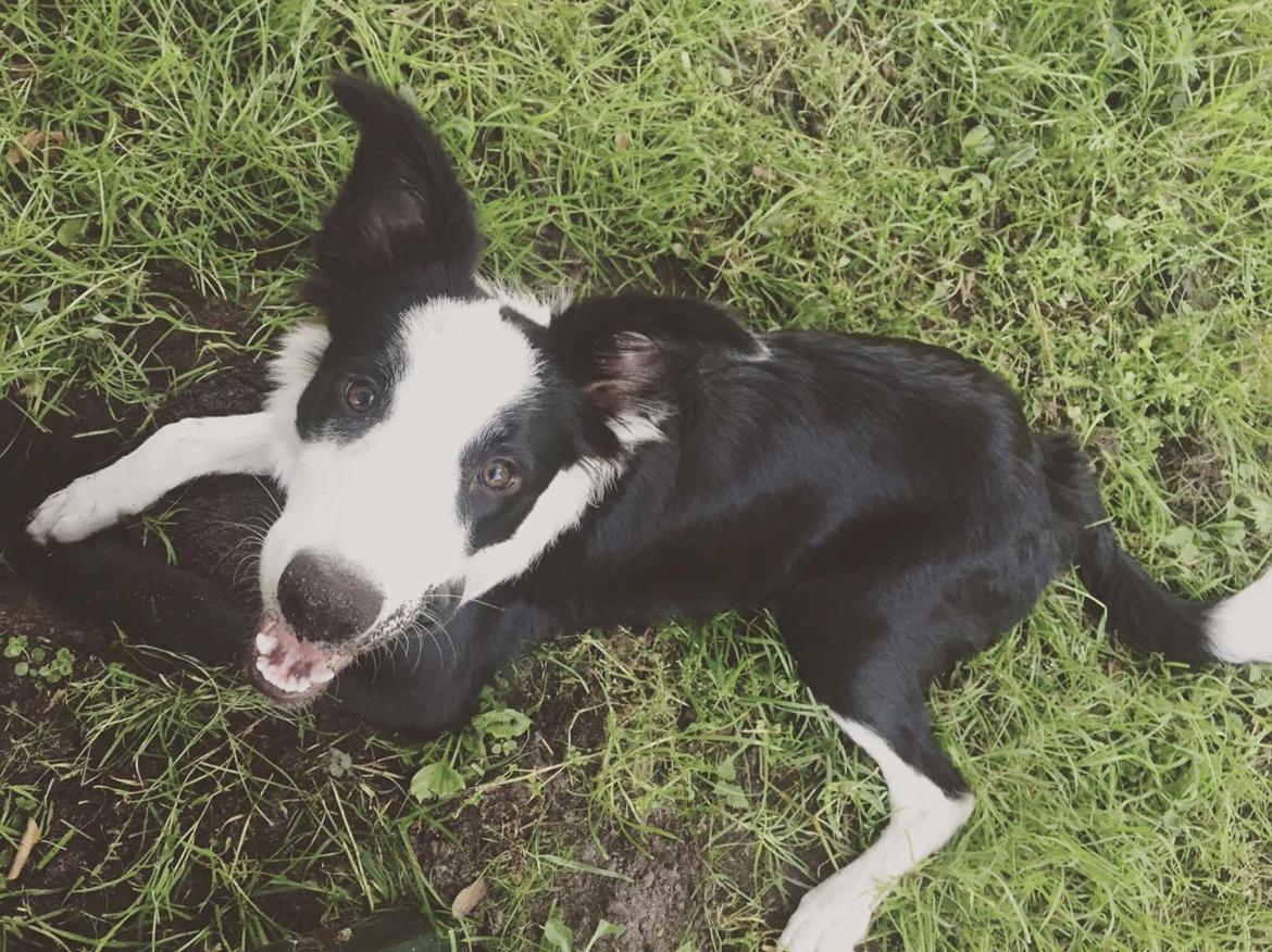 Border collie Hollie - Hollie, 6 måneder billede 7