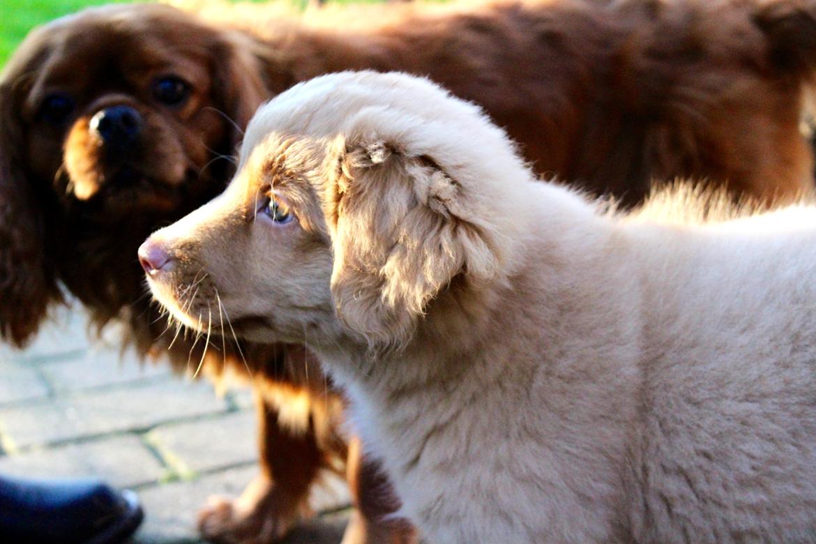 Nova scotia duck tolling retriever Springer Nova's Savanna Of Deye - prinsesse <3 billede 3