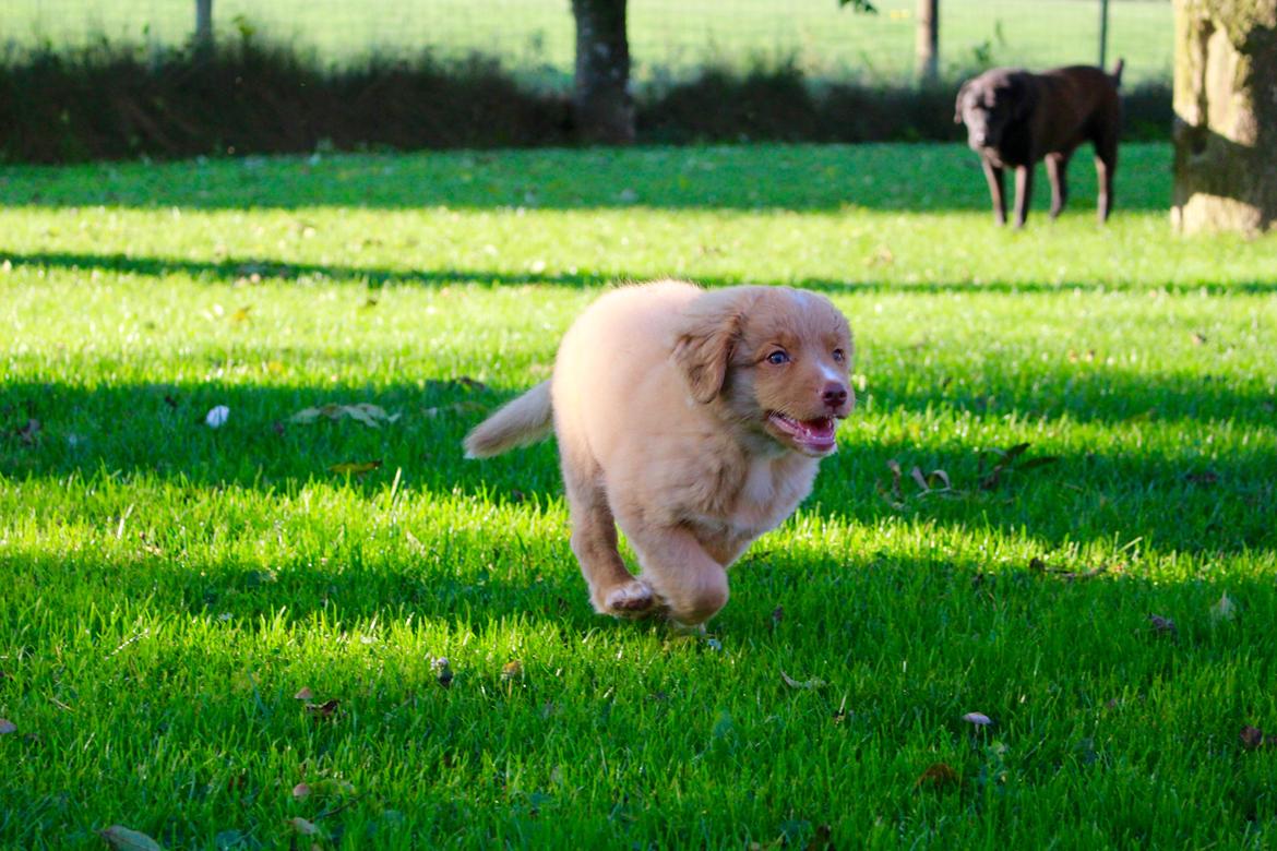 Nova scotia duck tolling retriever Springer Nova's Savanna Of Deye - fart på! billede 5