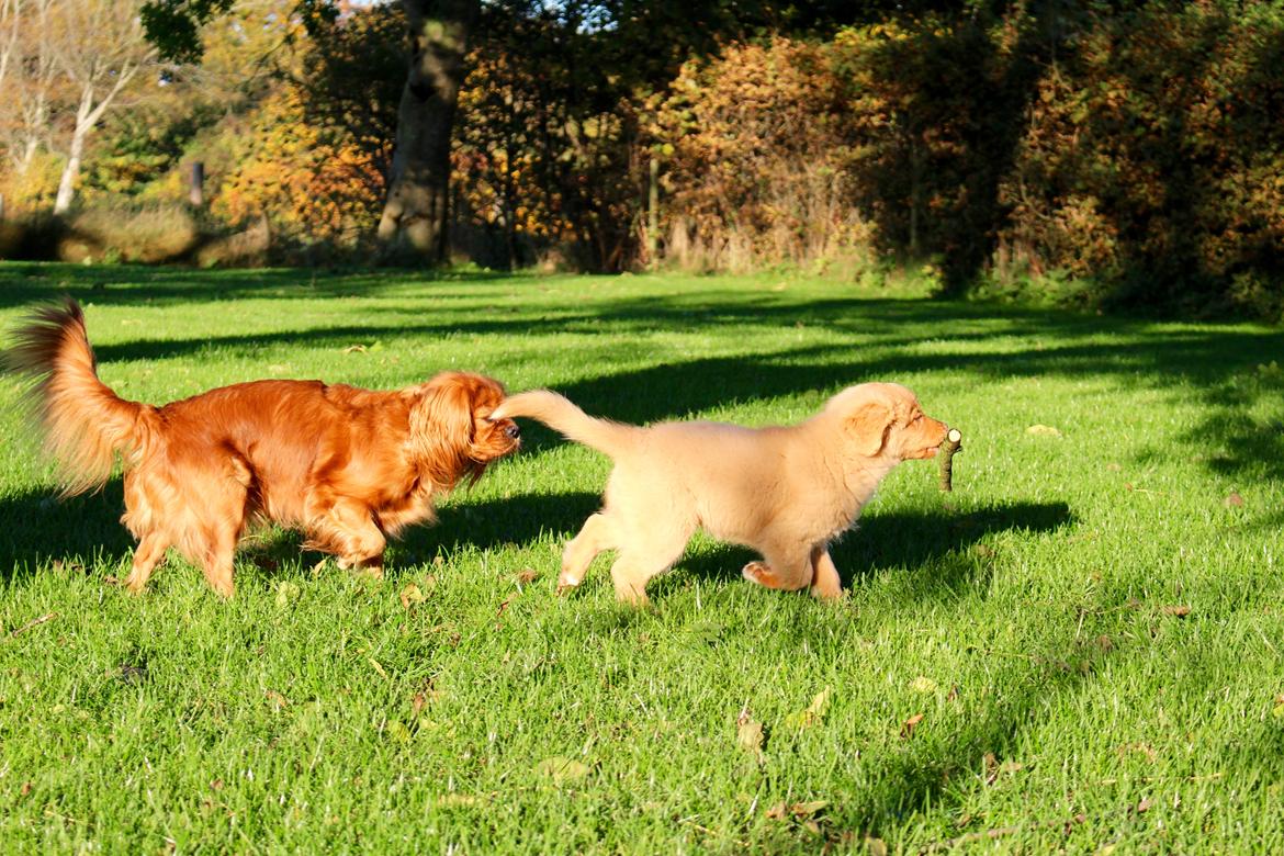 Nova scotia duck tolling retriever Springer Nova's Savanna Of Deye - Savanna og Maia's første møde. billede 20