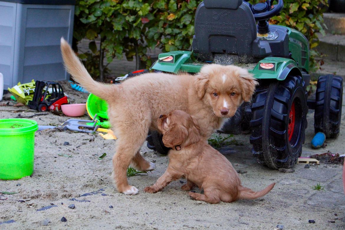 Nova scotia duck tolling retriever Springer Nova's Savanna Of Deye - Savanna med en af Maias Babys. billede 11