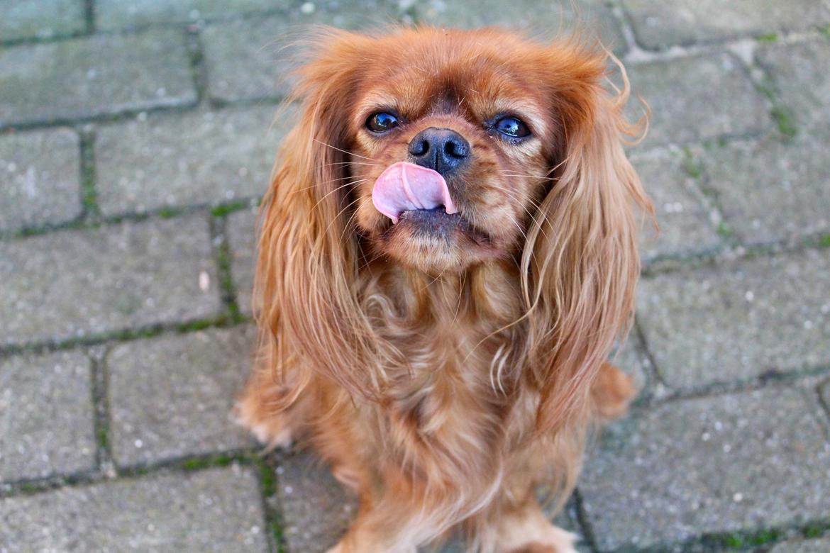 Cavalier king charles spaniel Canidan's Dare me (Maia) - Min Maize <3 billede 2