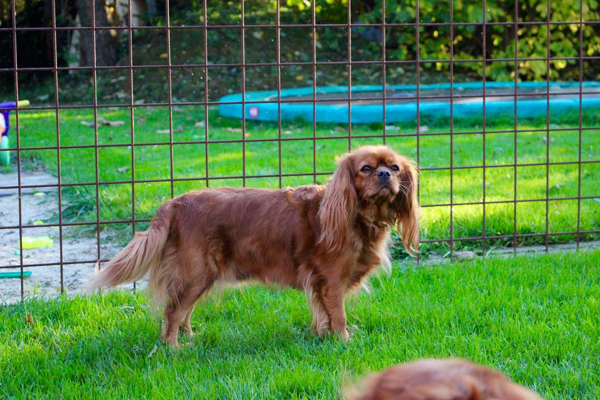 Cavalier king charles spaniel Canidan's Dare me (Maia) - Maia holder sig flot på trods af at hun er mor til 5. billede 19