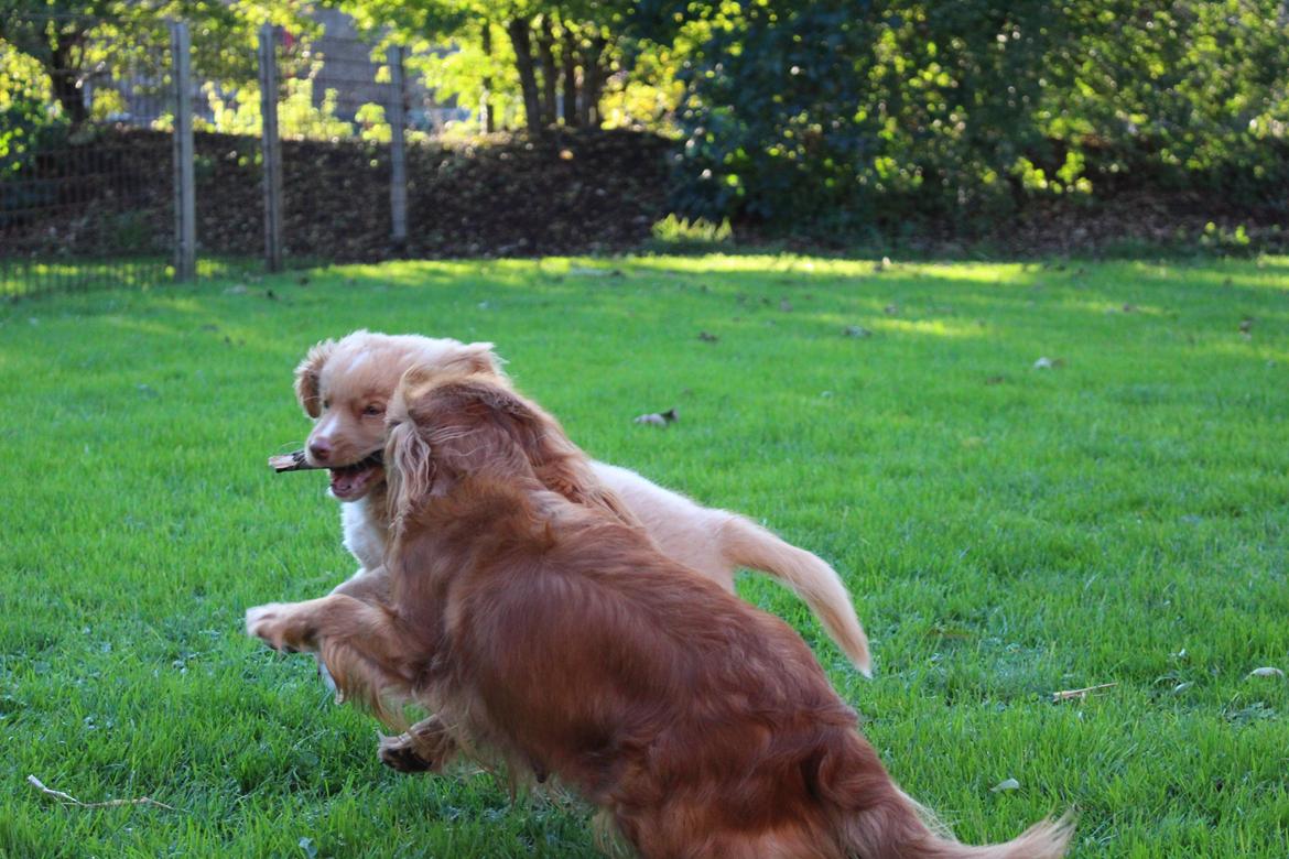 Cavalier king charles spaniel Canidan's Dare me (Maia) - Maia og Savanna's første møde billede 29