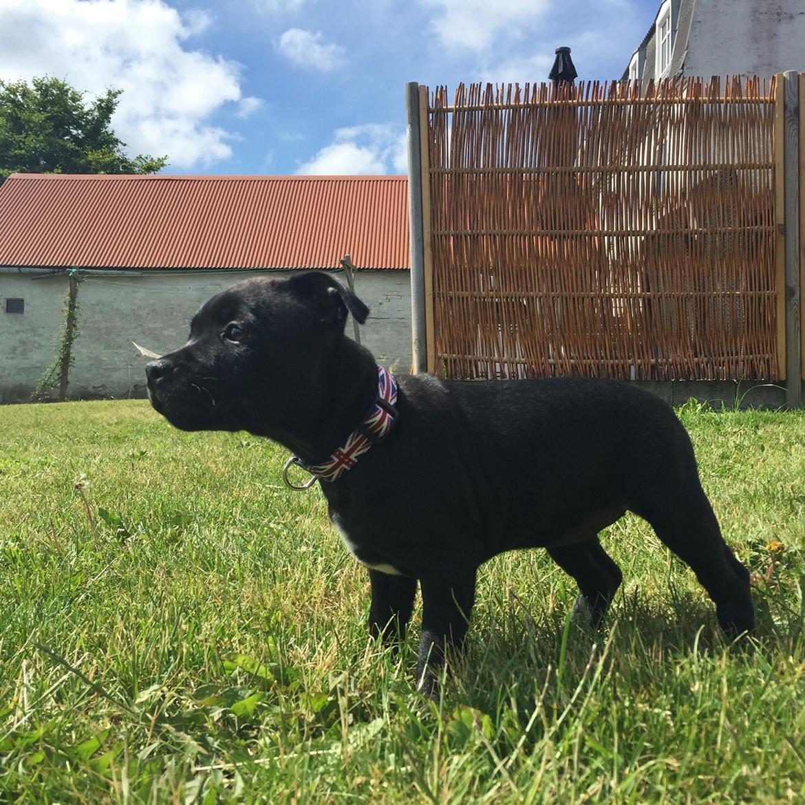 Staffordshire bull terrier Gadfelt's Delightful Athena billede 3