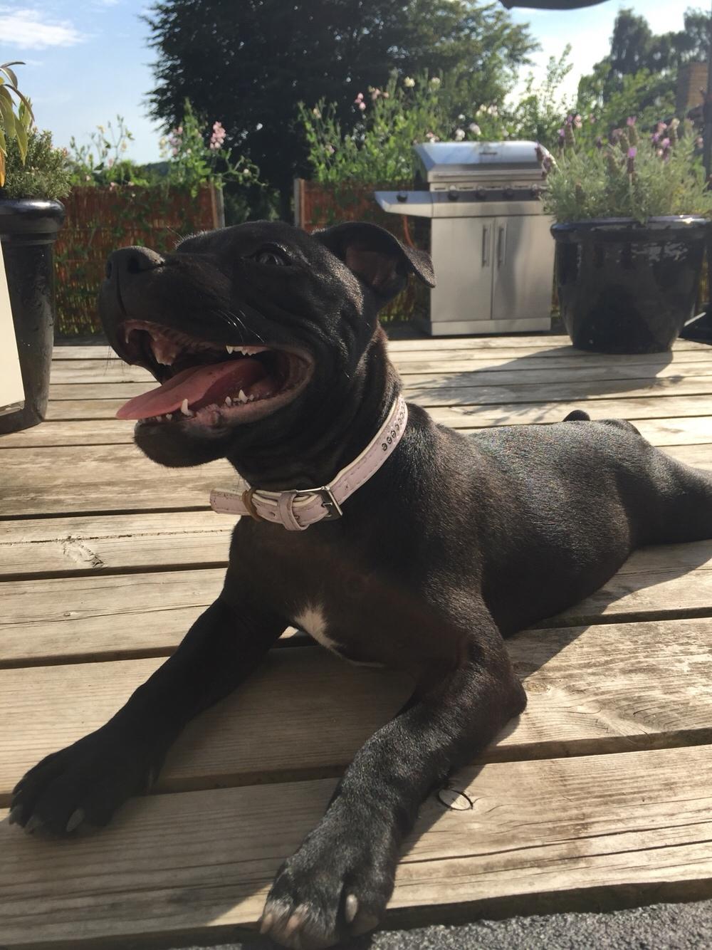 Staffordshire bull terrier Gadfelt's Delightful Athena billede 4