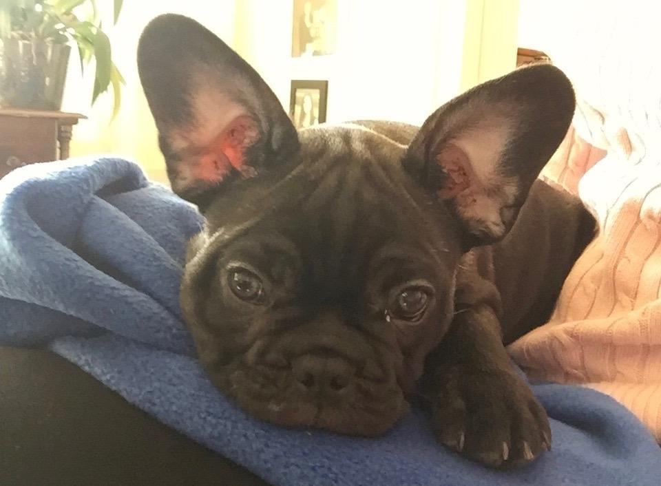 Fransk bulldog Duusgaard's Equal Like Tyson billede 5