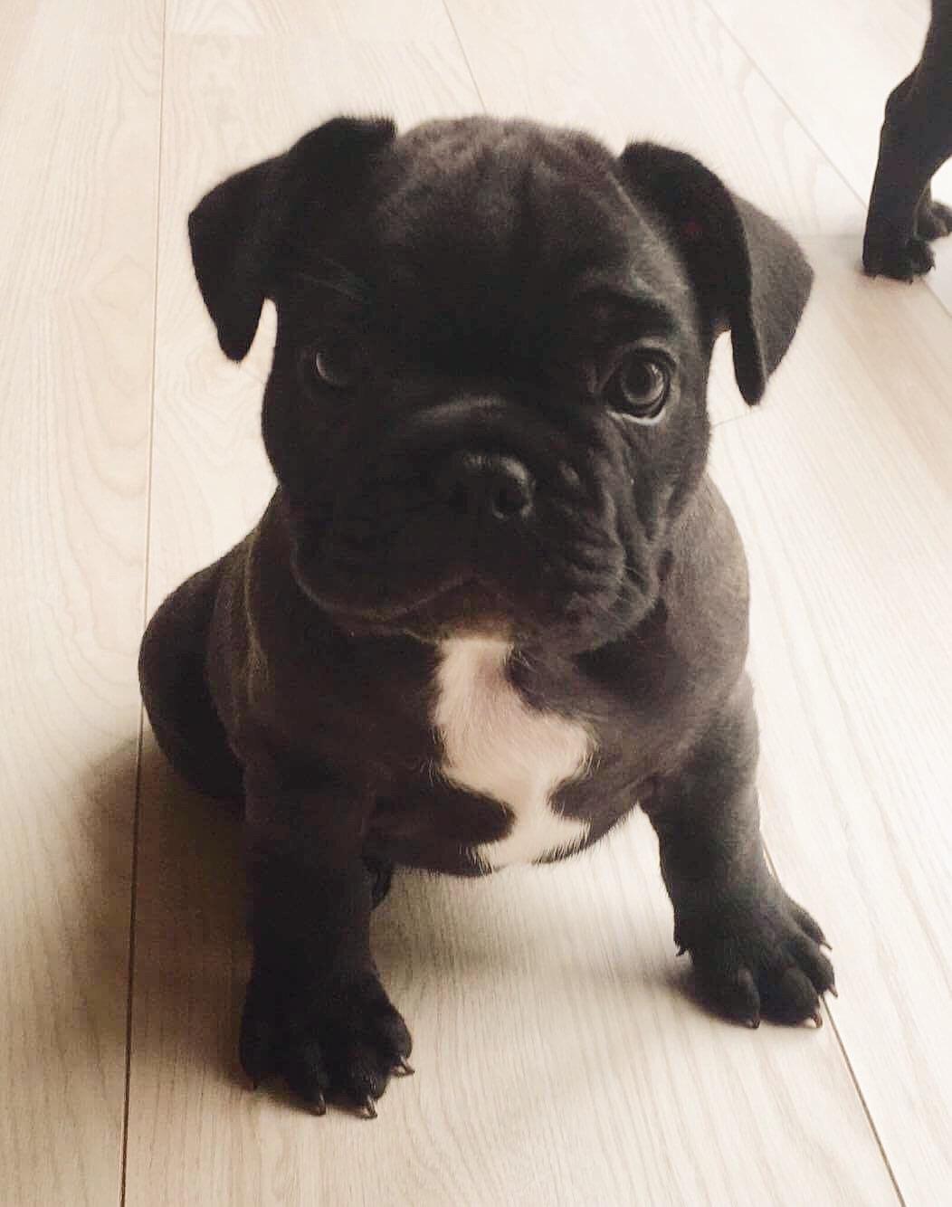 Fransk bulldog Duusgaard's Equal Like Tyson billede 6