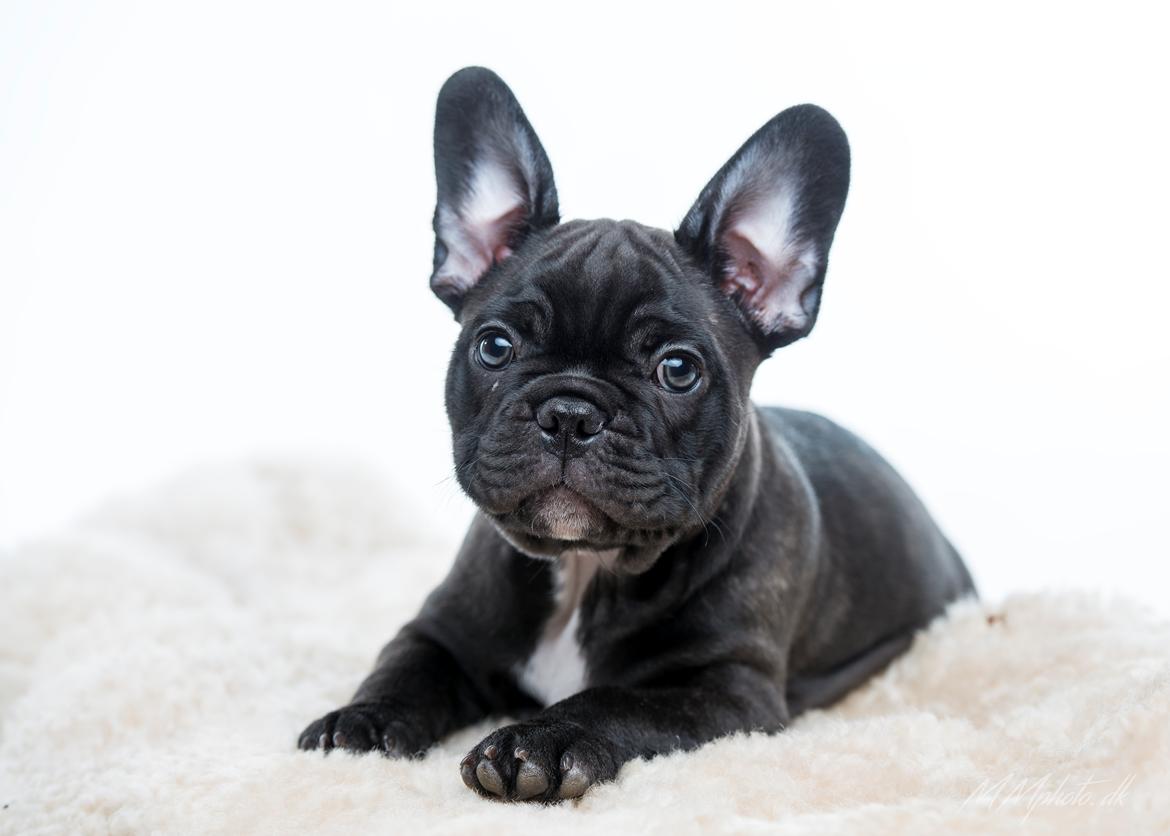 Fransk bulldog Duusgaard's Equal Like Tyson billede 1