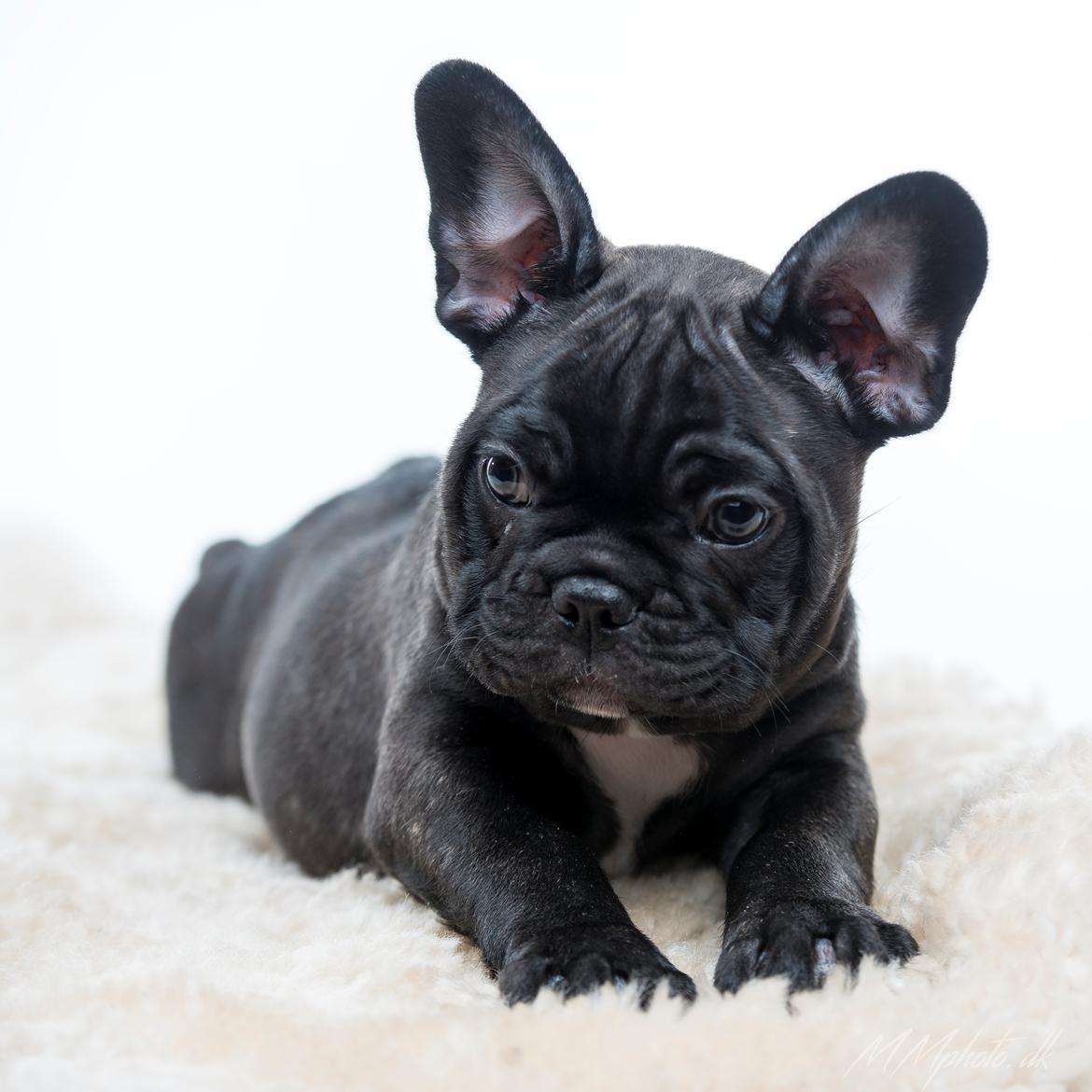 Fransk bulldog Duusgaard's Equal Like Tyson billede 7