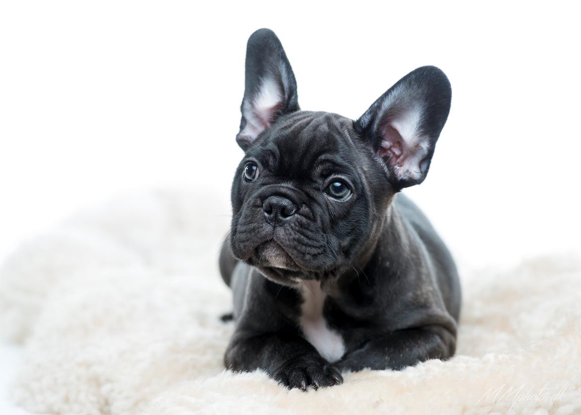 Fransk bulldog Duusgaard's Equal Like Tyson billede 9