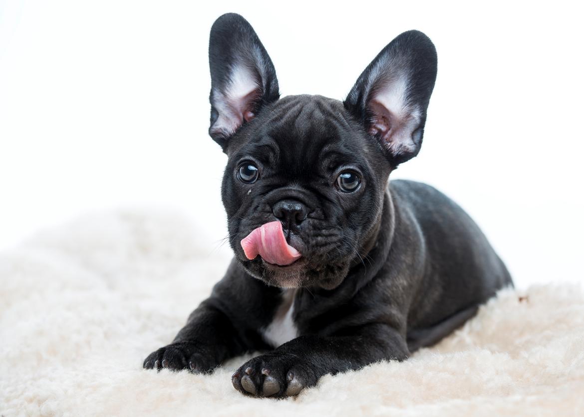 Fransk bulldog Duusgaard's Equal Like Tyson billede 4