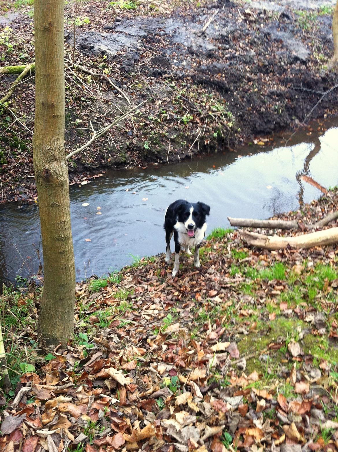 Border collie Nuser billede 39