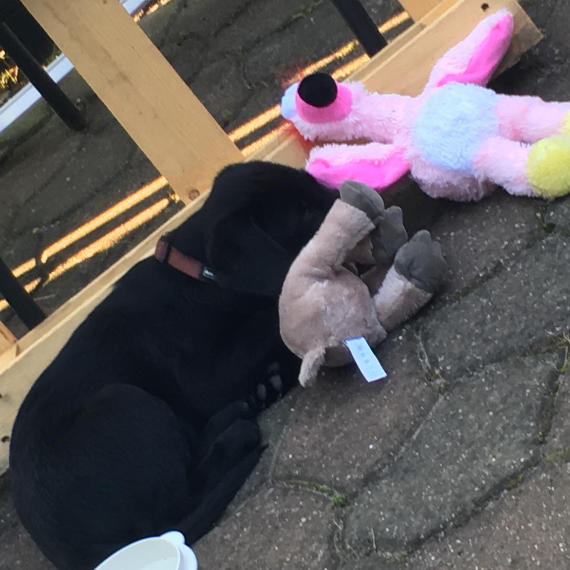 Labrador retriever brownie billede 7