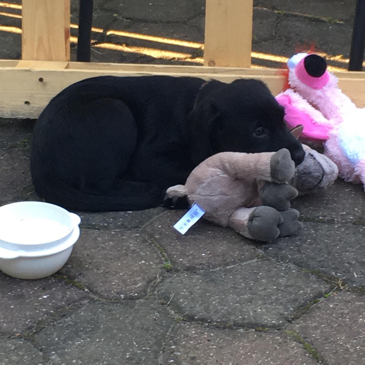 Labrador retriever brownie billede 8