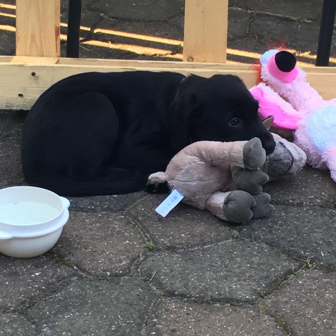 Labrador retriever brownie billede 9