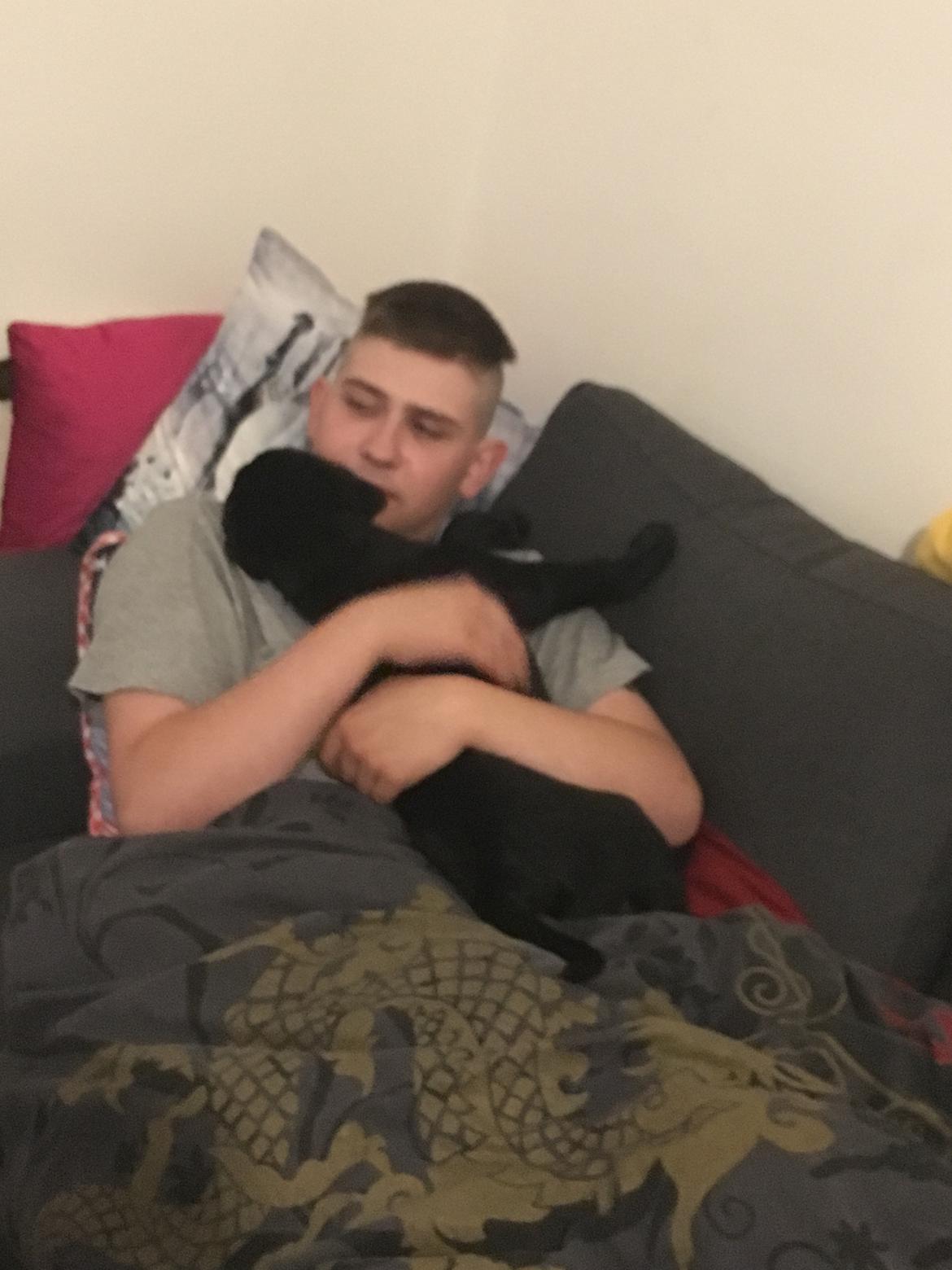 Labrador retriever brownie billede 10