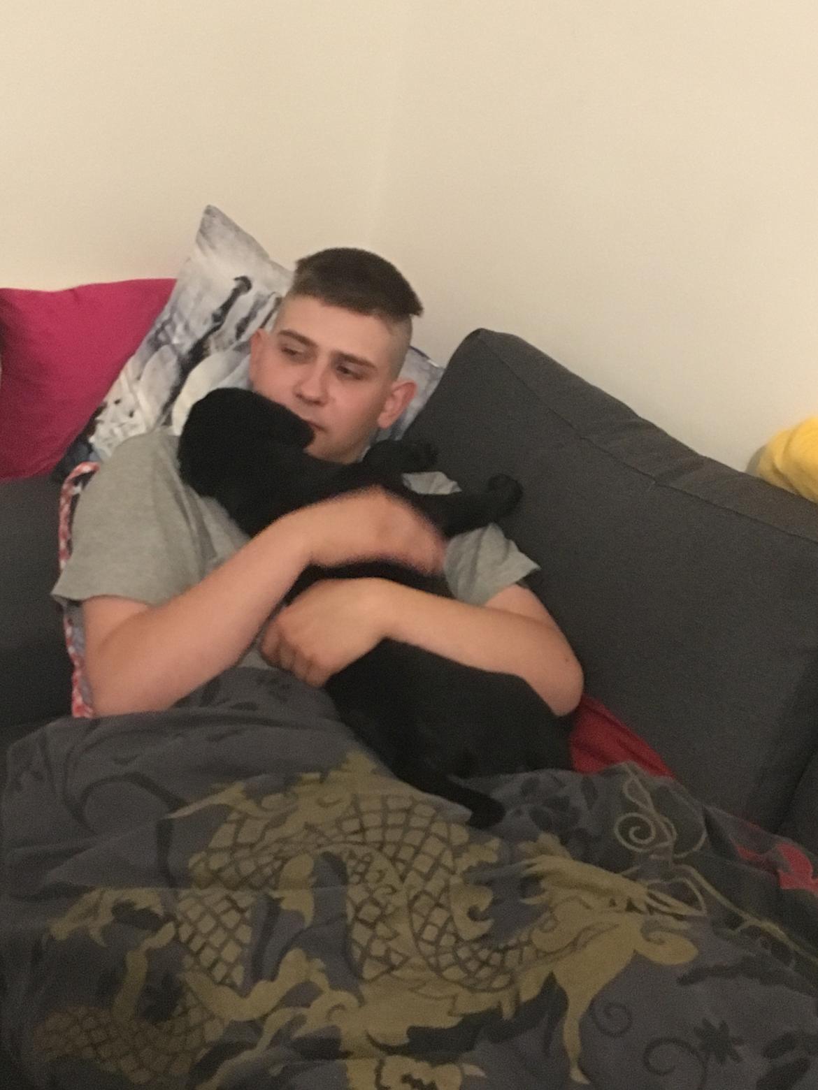 Labrador retriever brownie billede 11