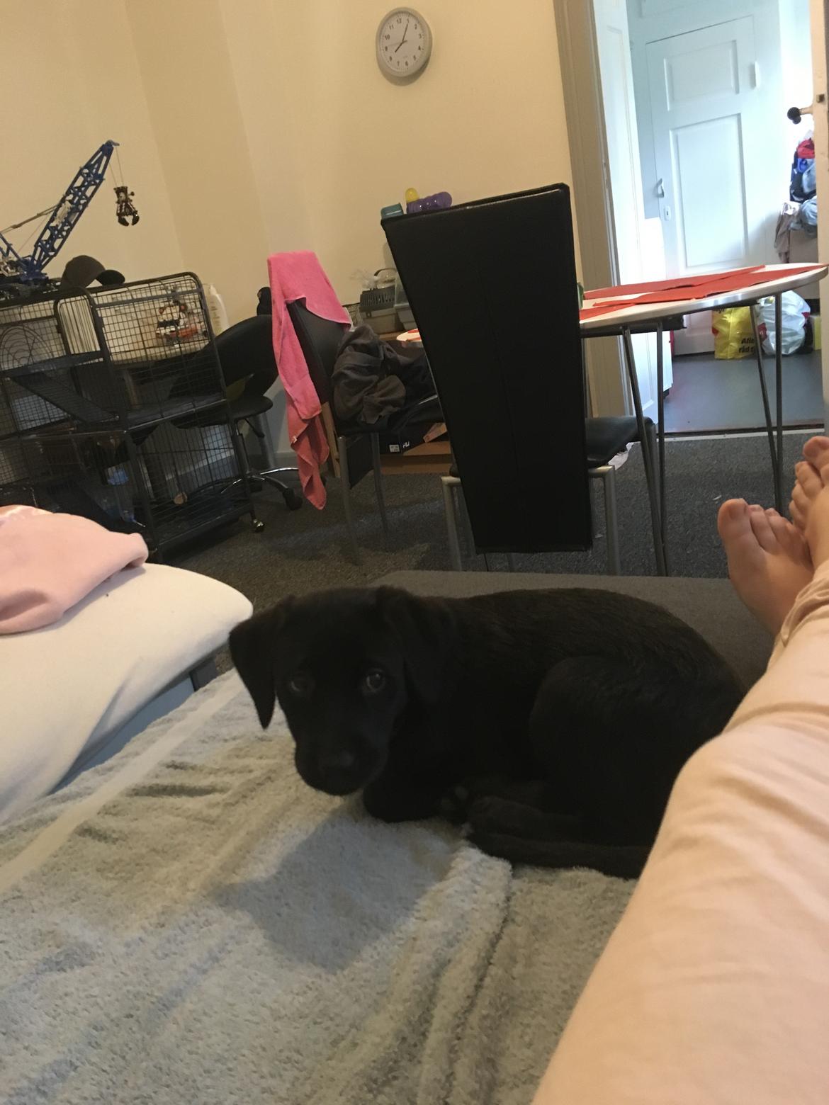 Labrador retriever brownie billede 13