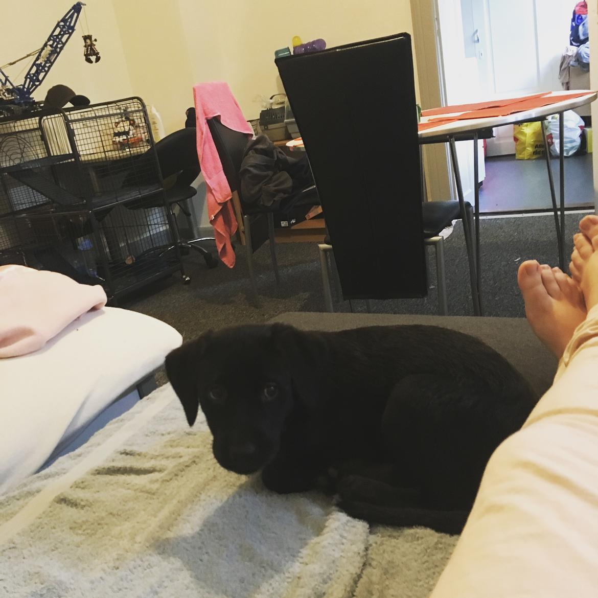 Labrador retriever brownie billede 14