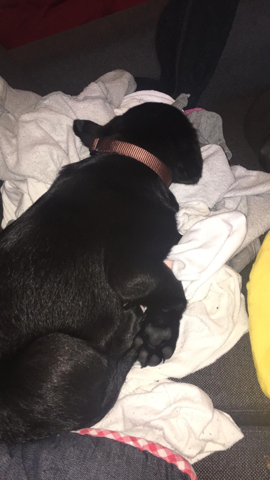 Labrador retriever brownie billede 12