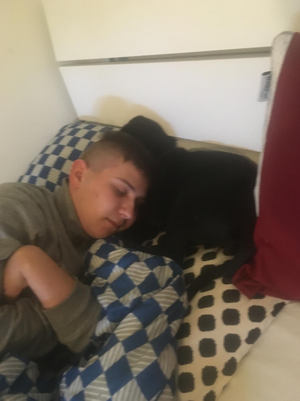 Labrador retriever brownie billede 16