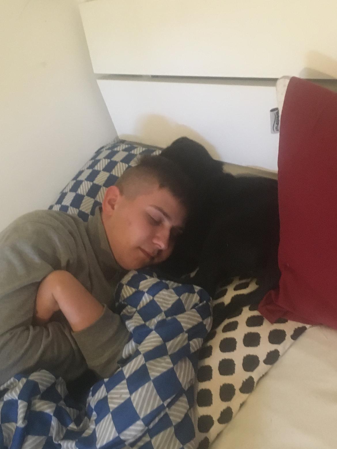 Labrador retriever brownie billede 15