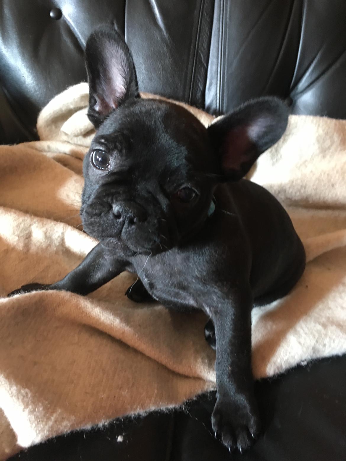 Fransk bulldog *Ingolf* billede 3