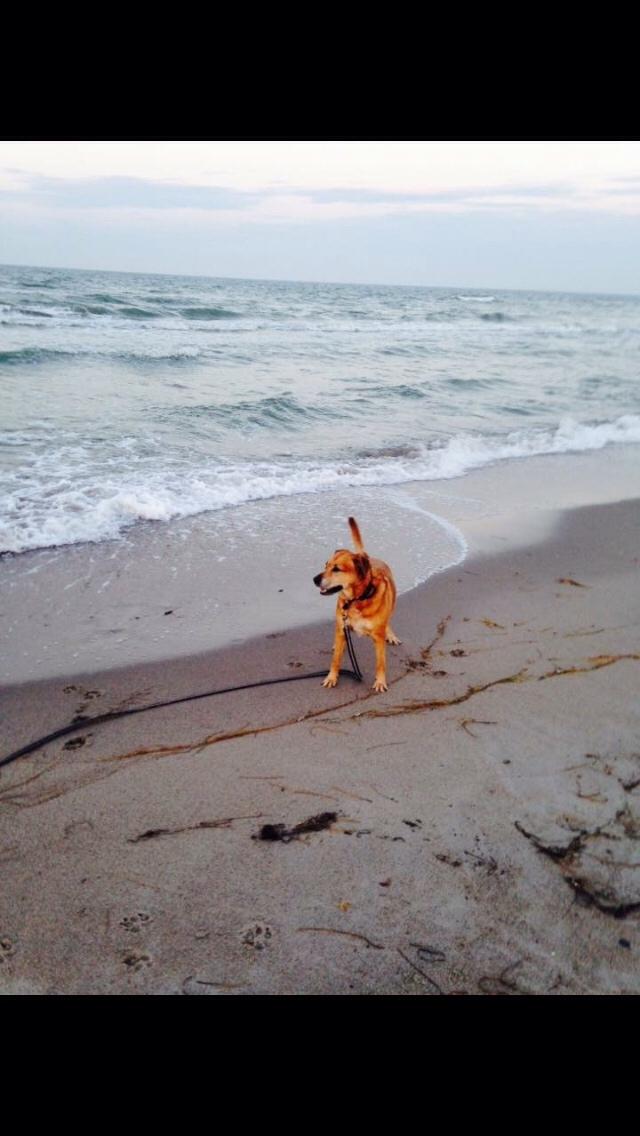 Blanding af racer Money *højt elsket himmelhund* billede 18