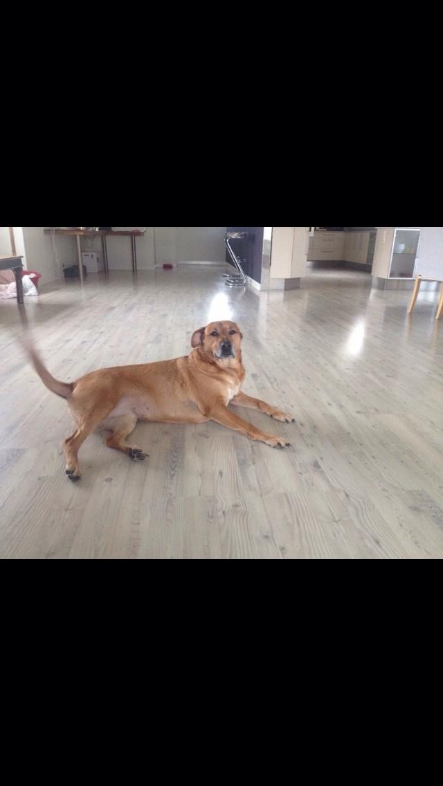 Blanding af racer Money *højt elsket himmelhund* billede 21