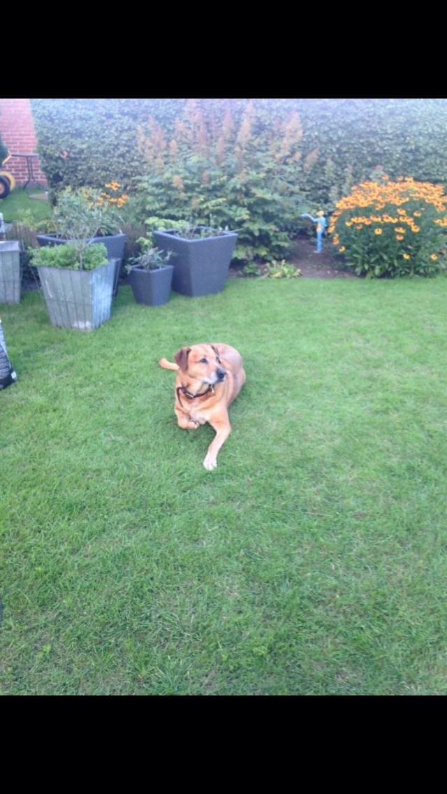 Blanding af racer Money *højt elsket himmelhund* billede 19