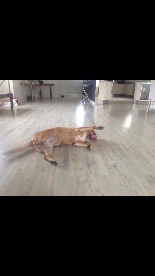 Blanding af racer Money *højt elsket himmelhund* billede 22