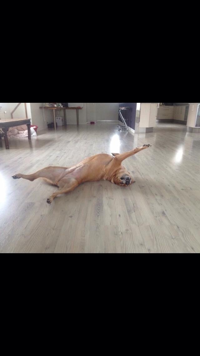 Blanding af racer Money *højt elsket himmelhund* billede 23