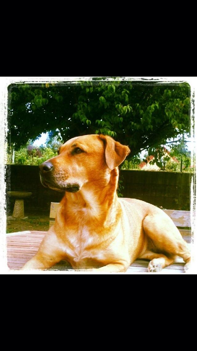 Blanding af racer Money *højt elsket himmelhund* billede 24