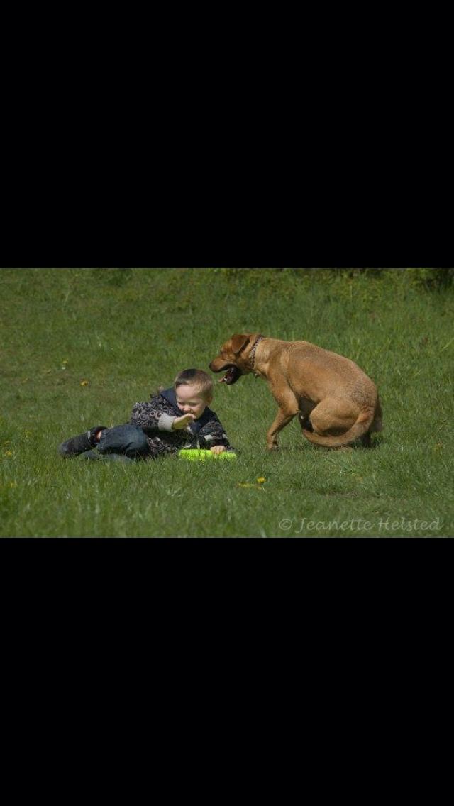 Blanding af racer Money *højt elsket himmelhund* billede 25