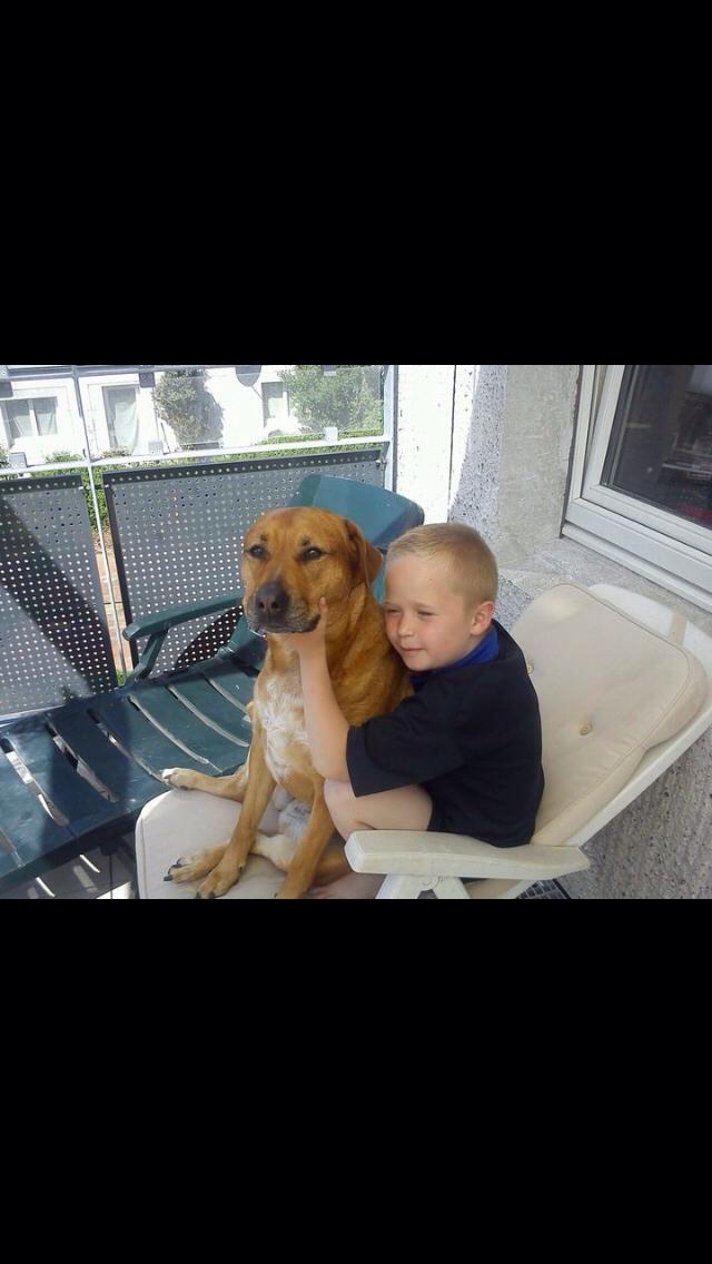 Blanding af racer Money *højt elsket himmelhund* billede 26